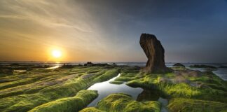 Jakiego światła nie lubią glony? Jakiego światła nie lubią glony?