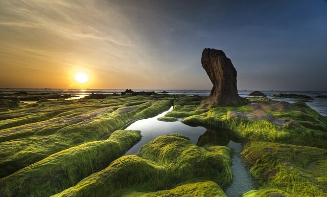 Jakiego światła nie lubią glony? Jakiego światła nie lubią glony?
