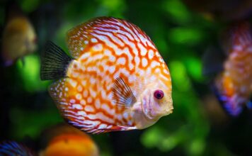Po co bąbelki w akwarium?