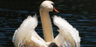 Co zamiast fotelika dla 7 latka? Co zamiast fotelika dla 7 latka?