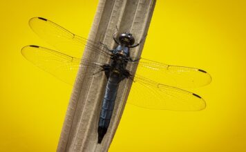 Jak uszczelnić skimmer?