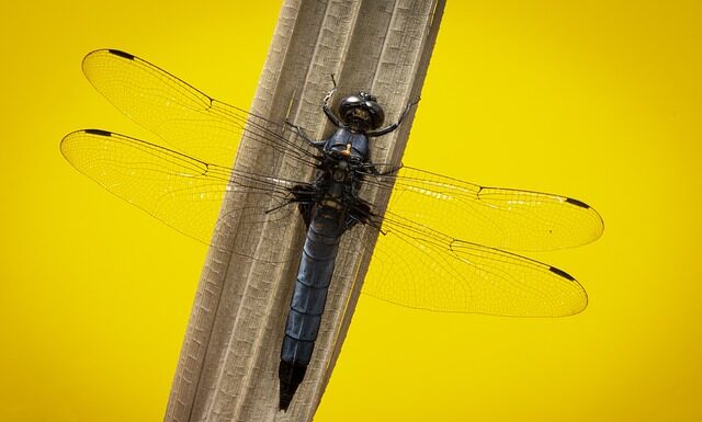 Jak podłączyć skimmer do pompy? Jak podłączyć skimmer do pompy?