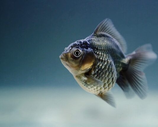 Ile razy dziennie karmić rybki neonki?
