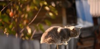 Jak utemperować sąsiada?