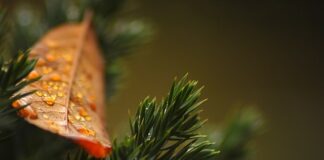 Czy sąsiad może w granicy działki sadzić tuje? Czy sąsiad może w granicy działki sadzić tuje?