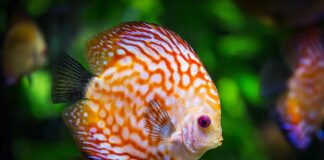 Kiedy pierwsza wymiana wody w akwarium? Kiedy pierwsza wymiana wody w akwarium?