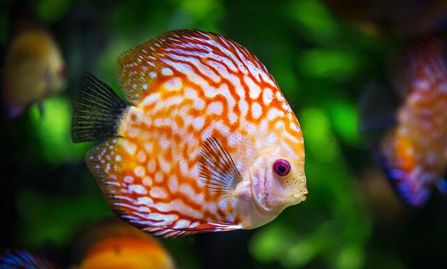 Jak zrobić napowietrzanie w akwarium?