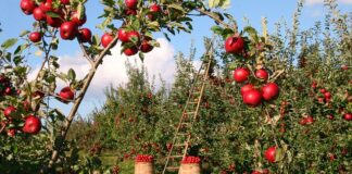 Co można zrobić z jabłek na deser?