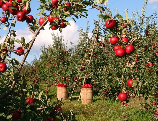 Co można zrobić z jabłek na deser?
