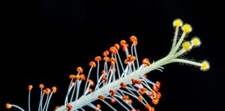 Czy ptasie mleczko jest polskie?