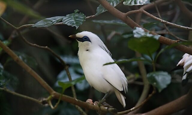 Jak legalnie jeździć bez pasów? Jak legalnie jeździć bez pasów?