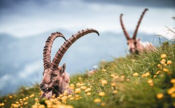 Jaki kolor ma żółtka jest najzdrowszy?