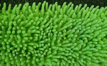 Jak często wymieniać mopa?