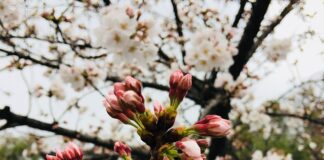 Dlaczego piszczy pasek wielorowkowy? Dlaczego piszczy pasek wielorowkowy?