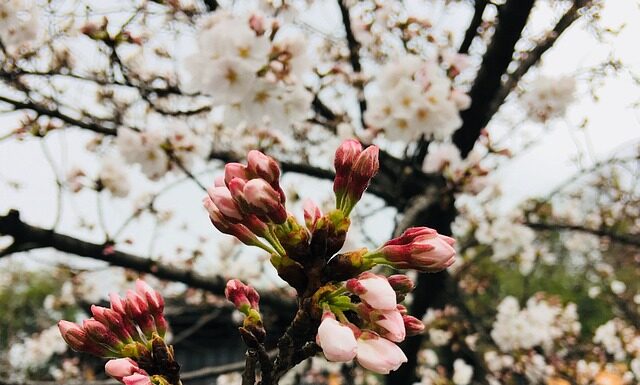 Dlaczego piszczy pasek wielorowkowy?